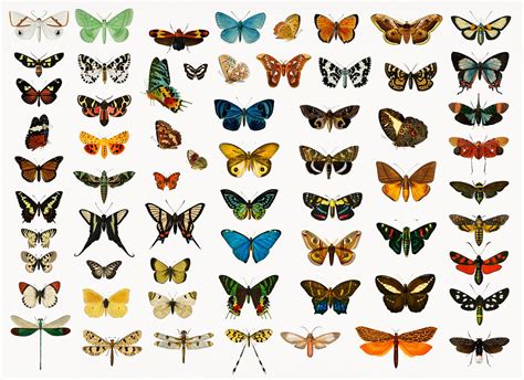 Vintage Butterfly Illustrations By Cj Oliverson Rawpixel