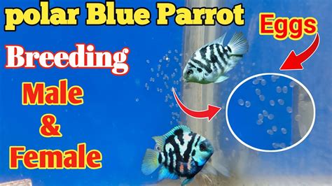 Polar Blue Parrot Breeding Cichlid Fish Tank Setup Polar Parrot