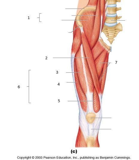 Leg Muscle Diagram Anterior Muscles Of The Posterior Leg Attachments