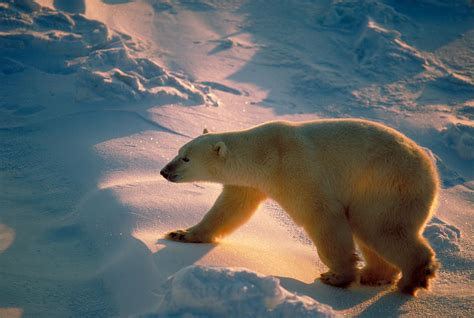 Polar Bear Walks On Ice Photograph By Dan Guravich Fine Art America