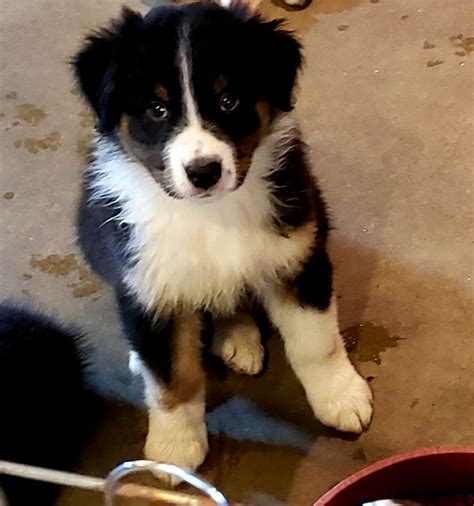 Check spelling or type a new query. Pin by Jeff Hunt on Puppies in 2020 | Aussie puppies ...