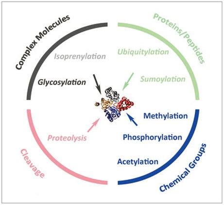 Translation, methylations of proteins are controlled by. Post-Translational Modifications - Schizophrenia and C4A
