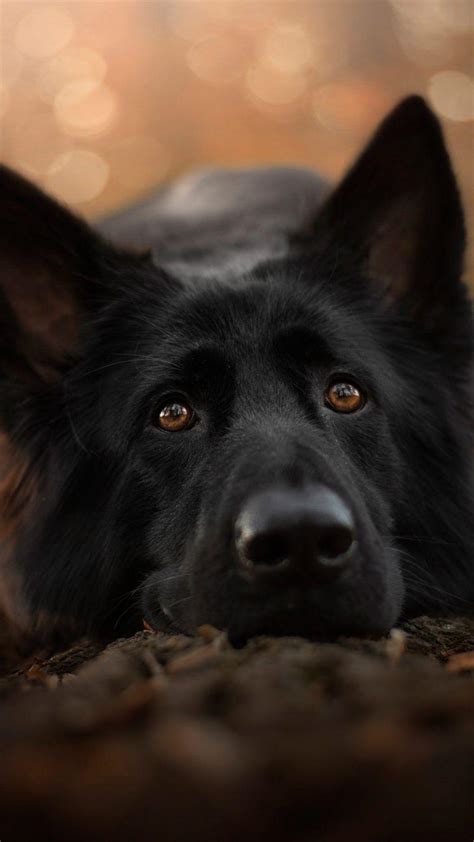 Black German Shepherd Wallpapers Wallpaper Cave