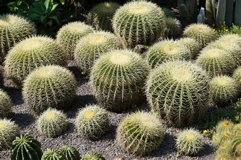 Cactus Características Tipos Cuidados Beneficios Propiedades Planta