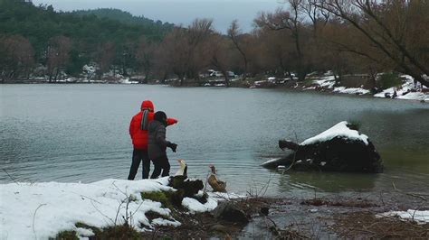 Become an eyewitness of live omg events. Children feeding ducks on a lake in winter - Free Stock Video