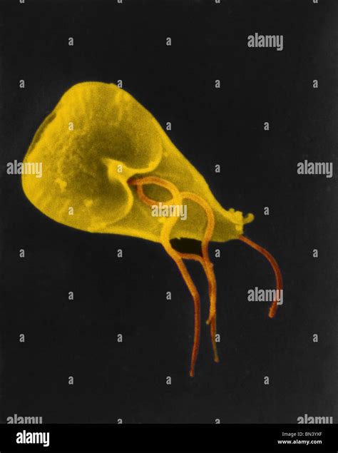 scanning electron micrograph sem of a flagellated giardia lamblia protozoan parasite stock