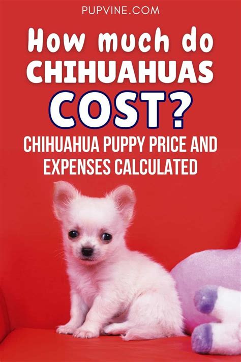 How Much Do Chihuahua Puppies Cost