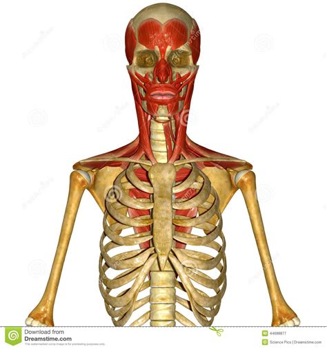 They are attached to the spine in the back. How Many Bones In The Face And Head : Orbicularis Oculi muscle, origin and insertion | Facial ...