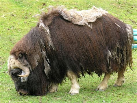 Fiber From Musk Ox Textile School