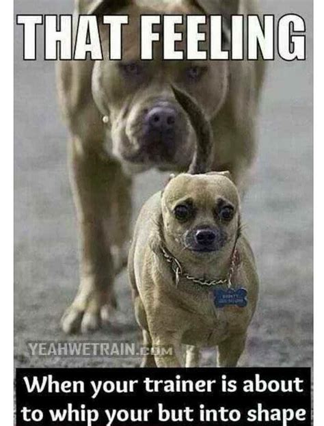 Pin By Karen Corral Rodriguez On Gym Motivation Funny Dog Memes