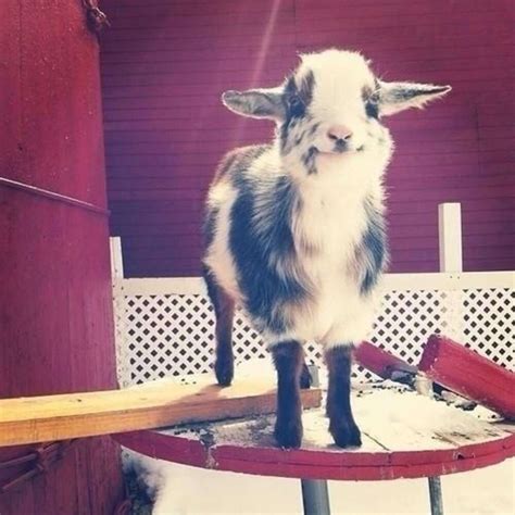 18 Goats You Cant Believe Even Exist The Dodo