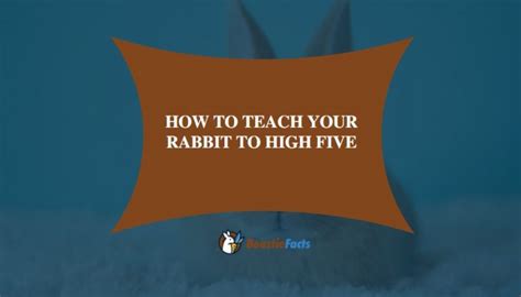 How To Preserve Rabbit Feet Things You Must Know