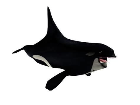 Killer Whale Animal Free 3d Model Max Vray Open3dmodel 136844