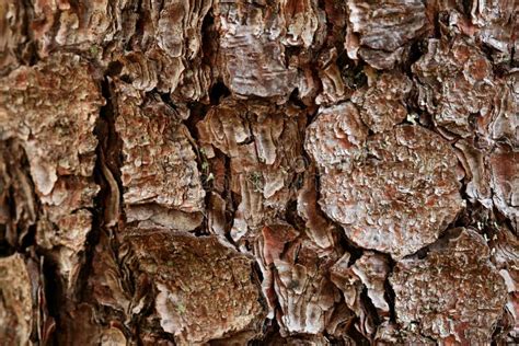Bark Of The Norway Spruce Stock Photo Image Of Forest 27809726