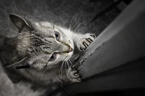 Cats scratch to say, kilroy kitty was here. they desire to display their scratch graffiti in visible and highly trafficked cats have sensitive noses, so you can also try spraying citrus scents or applying baby powder or cinnamon on your furniture. 5 Best No Scratch Spray For Cats | Pets Life