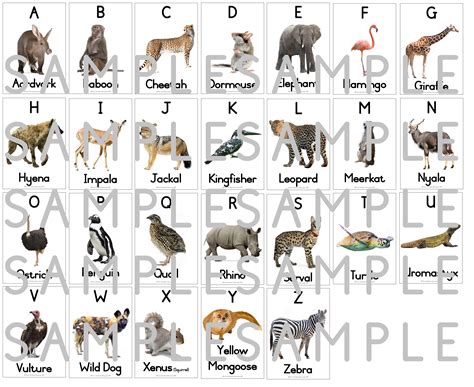 Wild Animals Themed English Alphabet A Z Teacha