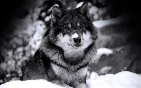 Download Wolf In Winter Desktop Wallpaper By Tracyb Winter Wolves