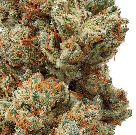 As one user said, it leaves you feeling if you're looking for a cbd hemp strain that won't leave you feeling sleepy, but still provides therapeutic effects, ceiba is the hemp flower for you. Afghan Skunk Indoor Hemp Flower For Sale - Buy Hemp Flower