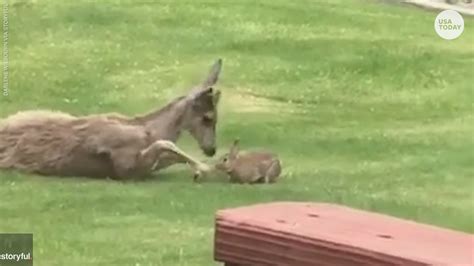 This Adorable Deer And Rabbit Playing Will Melt Your Heart Reminding Us