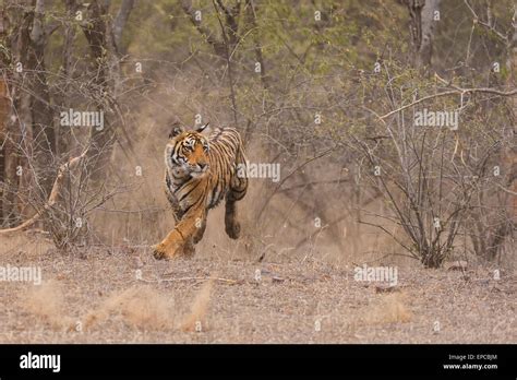 Bengal Tiger Hunting Hi Res Stock Photography And Images Alamy