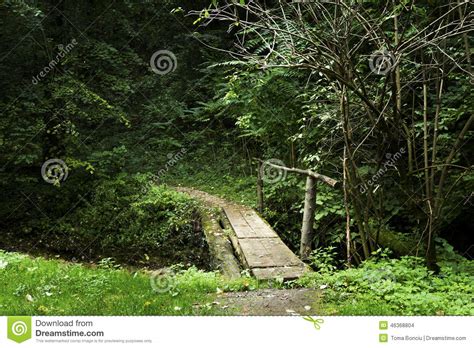 Small Bridge Over Creek In The Forest Stock Photo Image