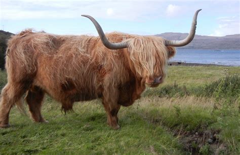 Your Best Shot Highland Cows Of Scotlands Isle Of Mull