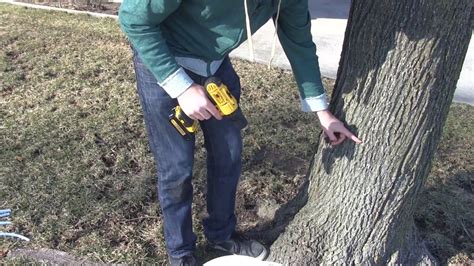 How To Tap Maple Trees Easy Youtube