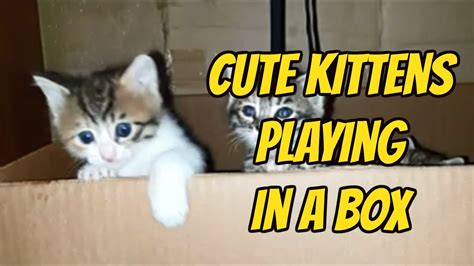 Cute Kittens Playing In A Box │ For Cat Lovers Youtube