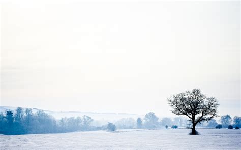 Wallpaper Landscape Tree Lonely Snow Winter Empty Cold