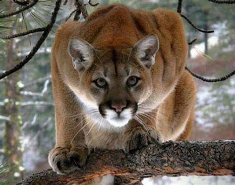 Runner Stalked By Cougar In Utah For Over Six Minutes