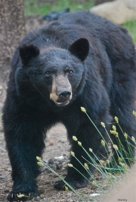 California Black Bear Ursus Americanus Californiensis Is Found In The