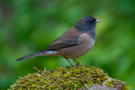 Common Birds Of Indiana Scholoner