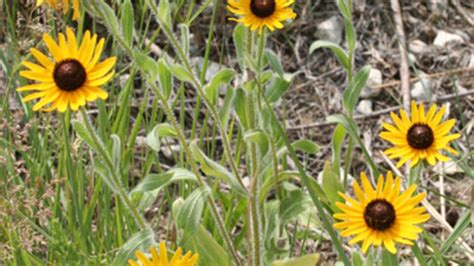 Celebrate Wildflowers This Week Thisweekianr University Of Nebraskalincoln
