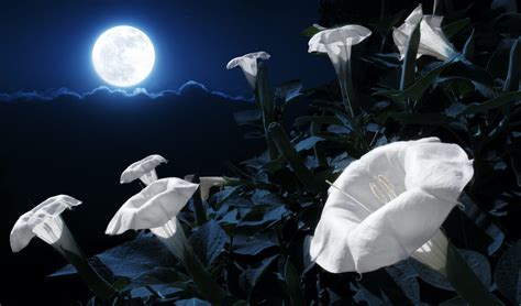 10 Night Blooming Flowers For A Magical Moon Garden Live Love Fruit