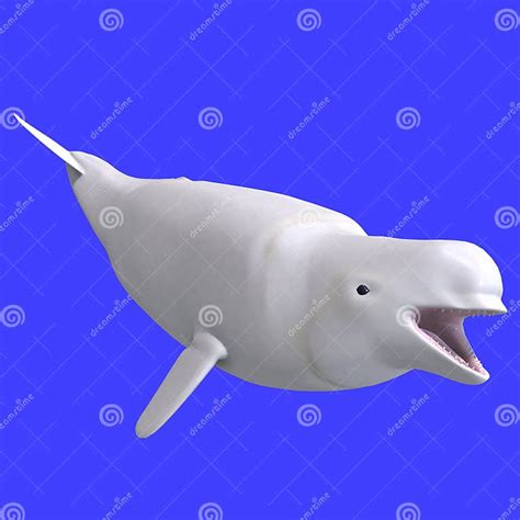 Whitle Female Beluga Whale Stock Illustration Illustration Of