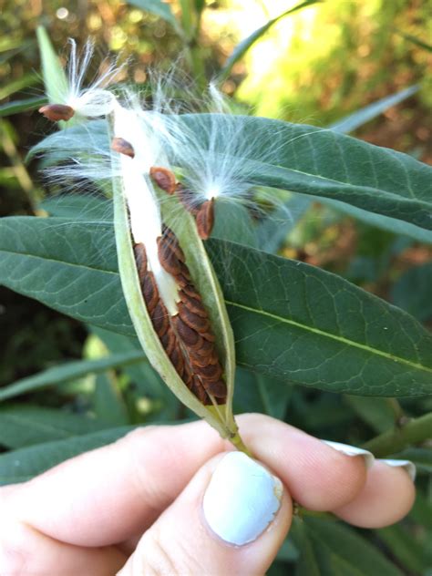 First Open Milkweed Seed Pod O Photo By Cslyee On Garden Showcase