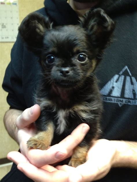 Chihuahua Terrier Mix Black Long Hair Pets Lovers