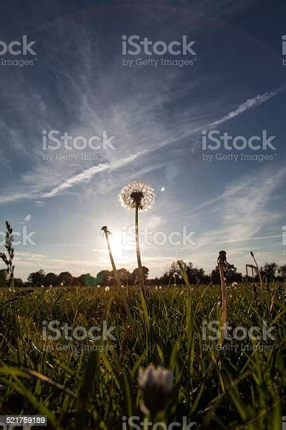 Dandelion In Sunset Stock Photo Download Image Now Beauty In Nature