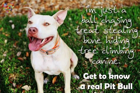 Pin On American Pitbull Terrier