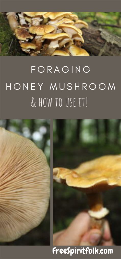 How To Forage Honey Mushroom Positive Identification Medicinal Uses