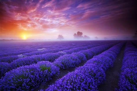 1920x1080px 1080p Free Download Lavender Blue Purple Sunset