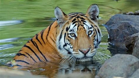 Indias Tigers Claw Back From Extinction World The Times