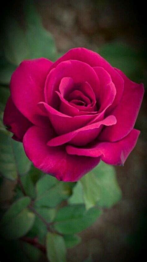 Pin By Irma Turzóné Trubó On Virágszépek In 2023 Beautiful Rose
