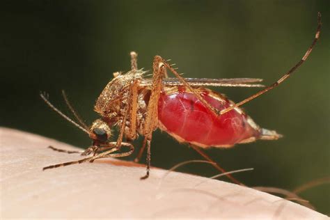 Malaria Parasite Makes Mosquitoes More Likely To Suck Your Blood New