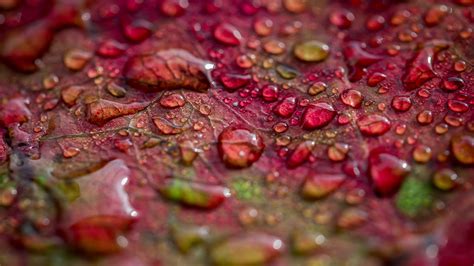Wallpaper Water Drops Autumn Leaves 4k Nature 9499