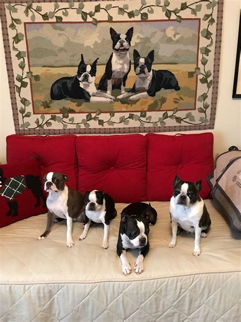 Inland 360 Where You Go For What You Do Gallery Boston Terriers