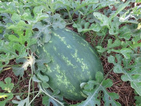 Long Crimson Watermelon White Harvest Seed Company