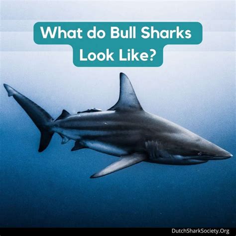 Bull Shark Facts And Information Guide Dutch Shark Society