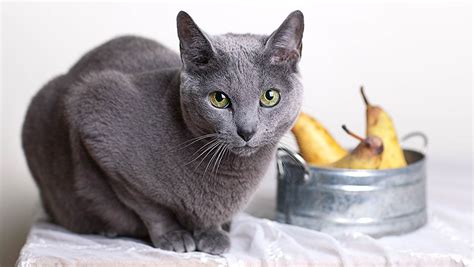 Will it cause a stomach ache? Can Cats Eat Pears? - The Happy Cat Site