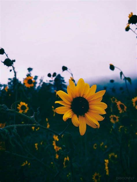 67 Aesthetic Pic Sunflower Iwannafile